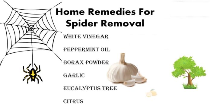Home Remedies for Spiders