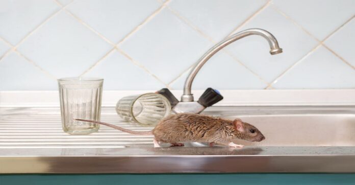 Home Remedies to Get Rid of Mice